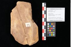 Foto (Objekt + Etikett) von Myrica lignitum Unger (NHMW-GEO-2024-0188-0611)